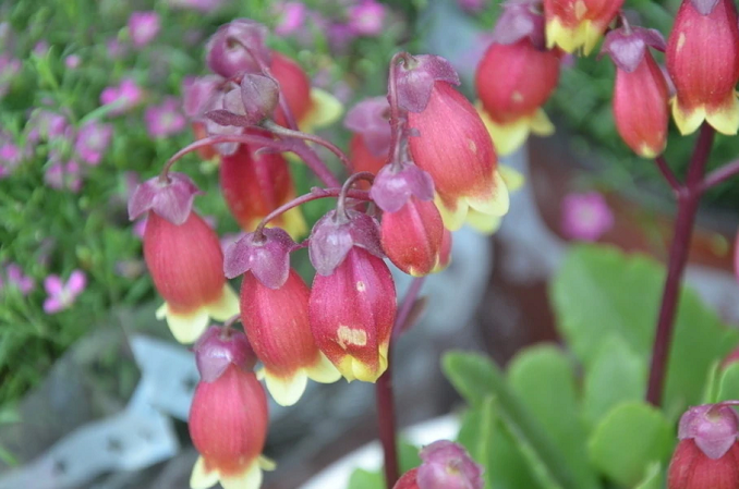 宫灯长寿花 景天科伽蓝菜属植物 头条百科