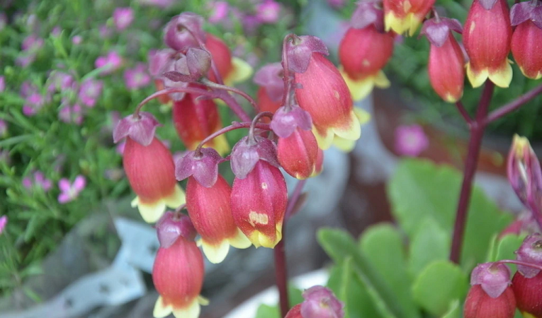 宫灯长寿花 快懂百科