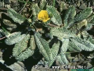 雪山翻白草 快懂百科