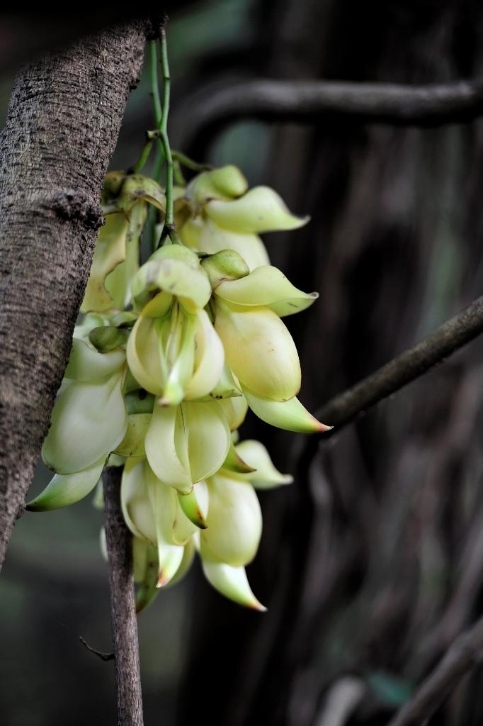 麻雀花 快懂百科