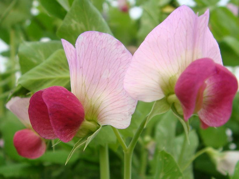 自花传粉植物 快懂百科