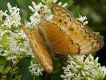 幸运辘蛱蝶 快懂百科