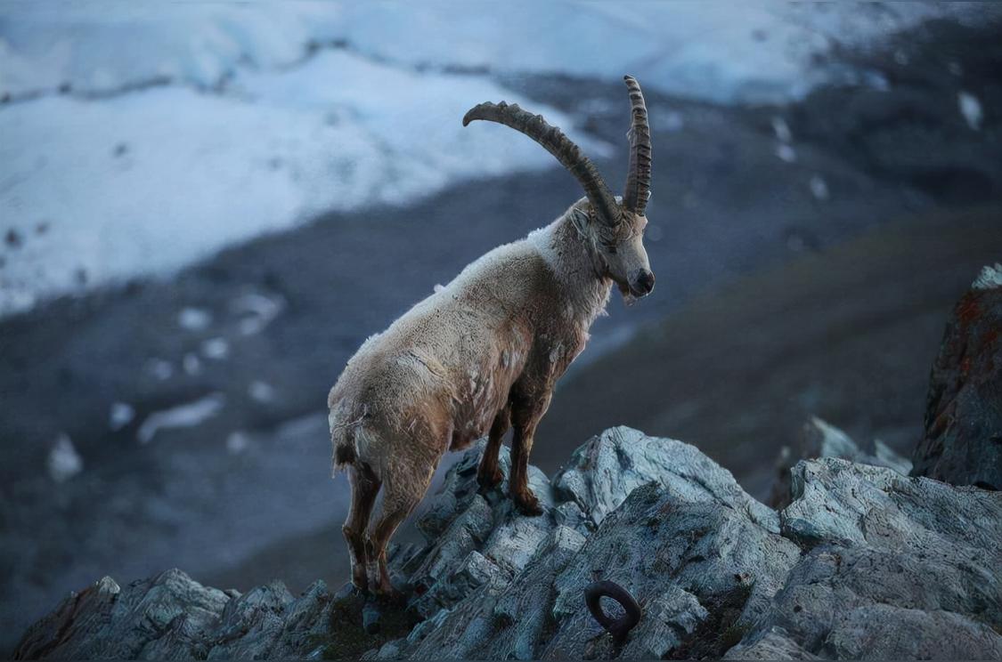 岩羊 偶蹄目牛科动物 头条百科