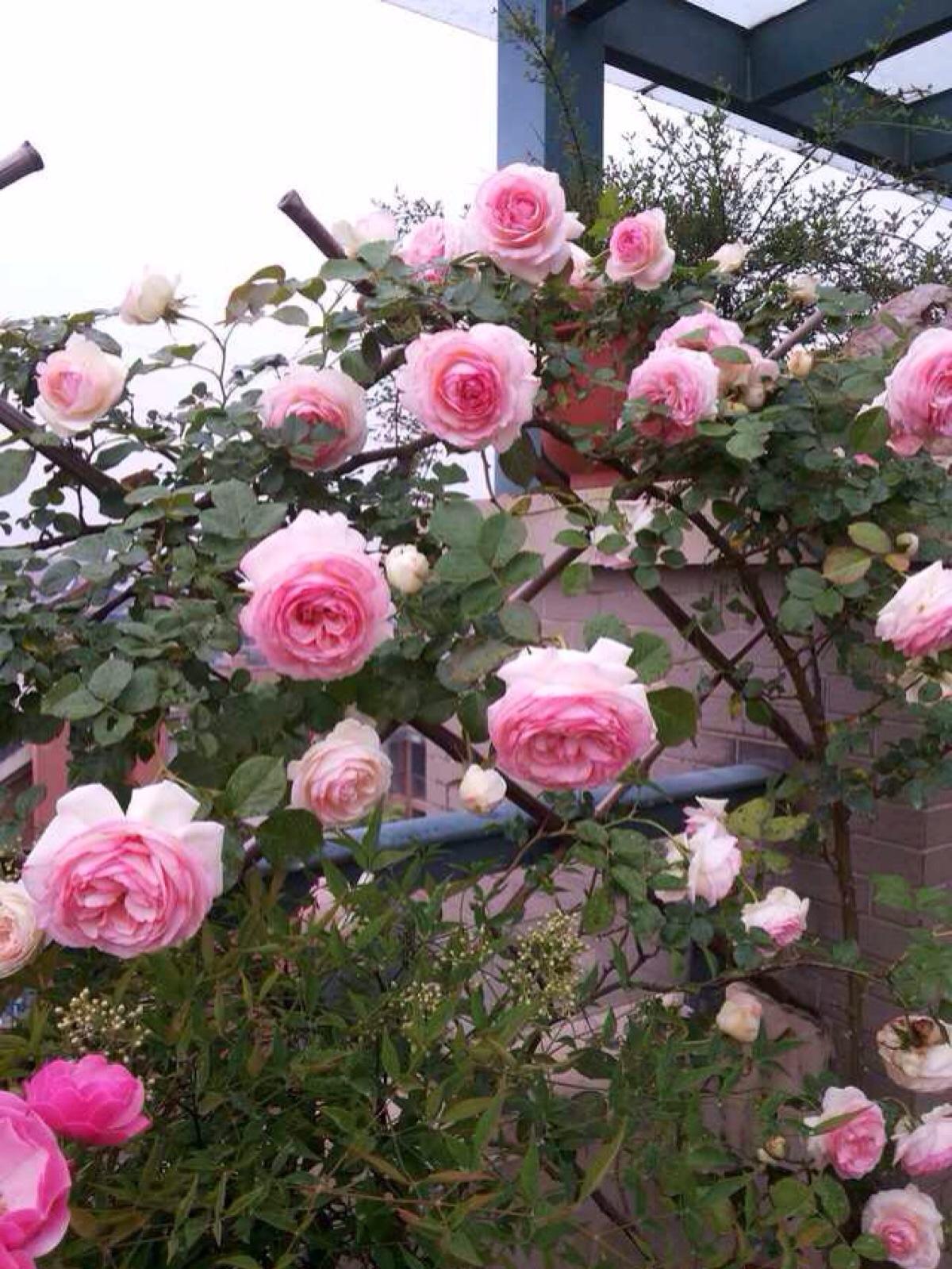 月季花 快懂百科