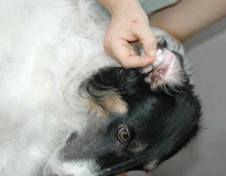 犬疥癣病 快懂百科