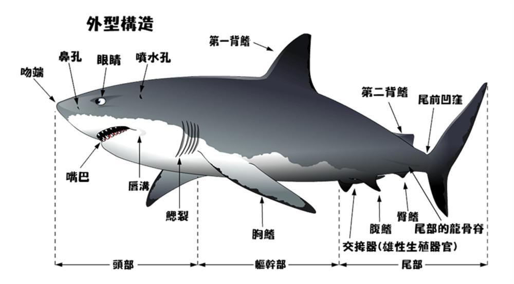 鳃裂 快懂百科