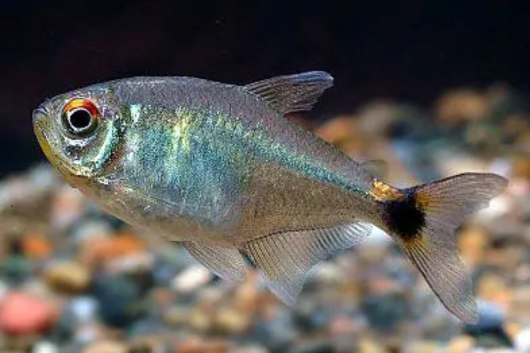 脂鲤科 快懂百科