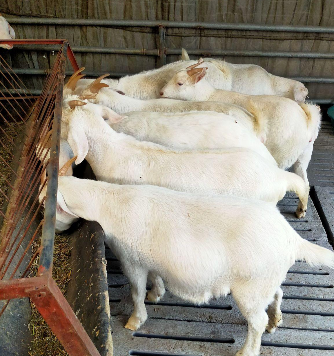 山东肉山羊交易大市场 快懂百科