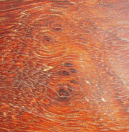 鸟足紫檀 快懂百科