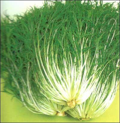 京水菜 快懂百科