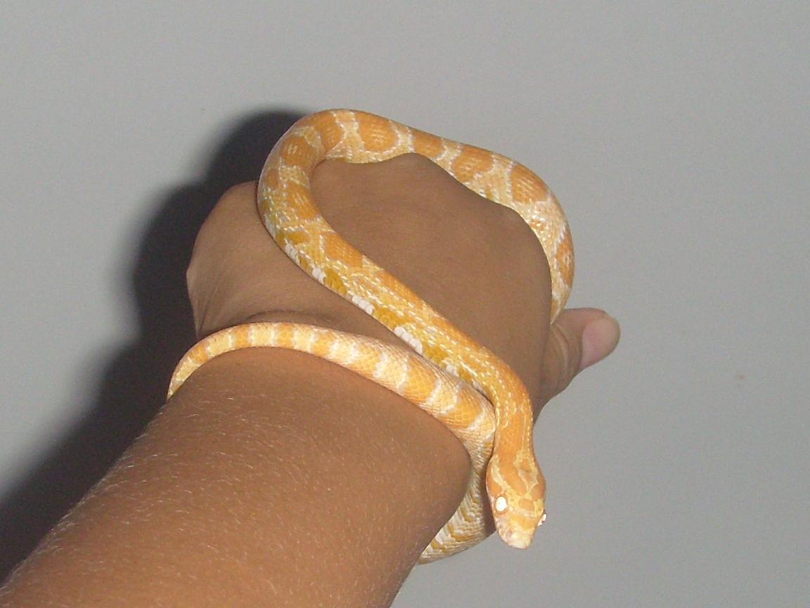 宠物蛇 快懂百科