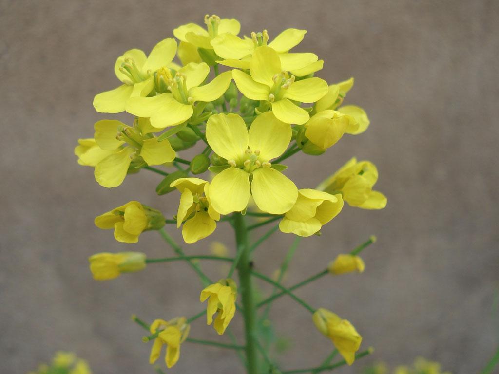 十字花科 - 快懂百科