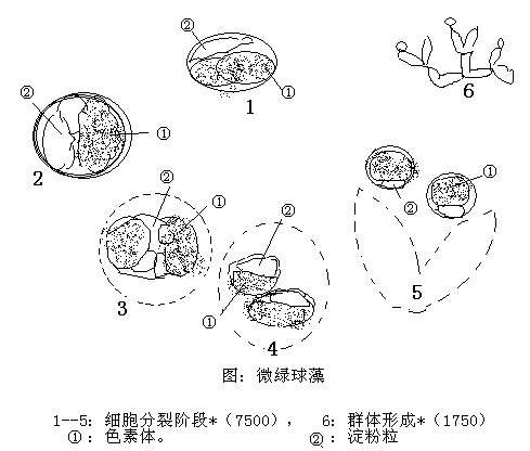 色素体 快懂百科