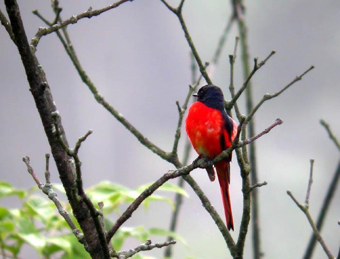 长尾山椒鸟 快懂百科