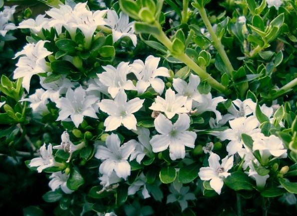 六月雪 快懂百科