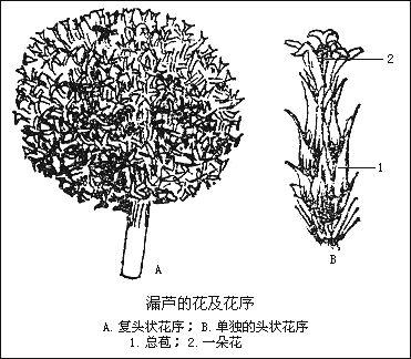 舌状花亚科 舌状花亚科 头条百科