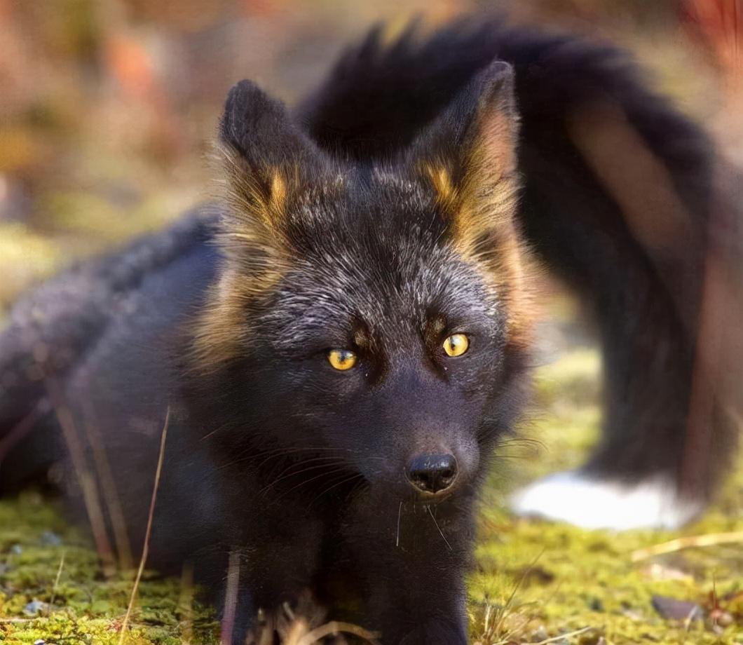 银黑狐 快懂百科