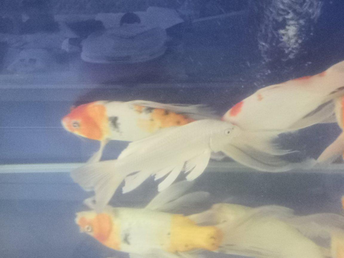 龙凤锦鲤 龙凤锦鲤 头条百科