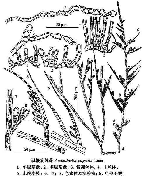 矶蟹旋体藻 矶蟹旋体藻 头条百科