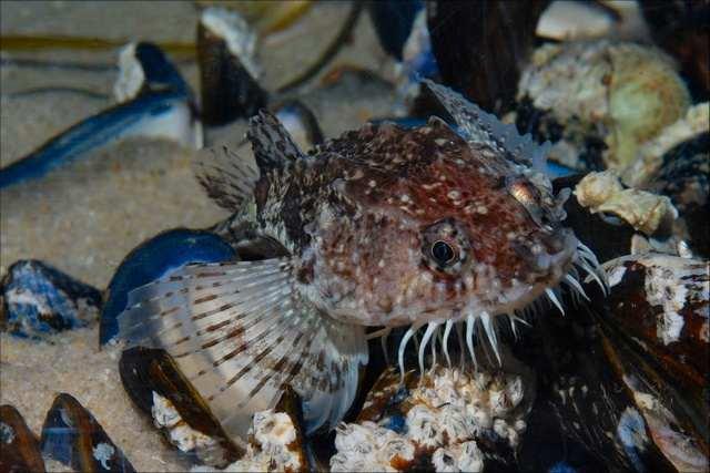 八角鱼 快懂百科