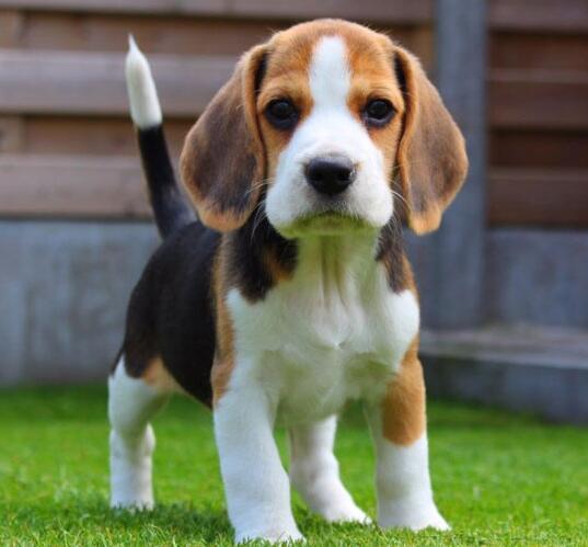 巴吉度犬 食肉目犬科动物 头条百科