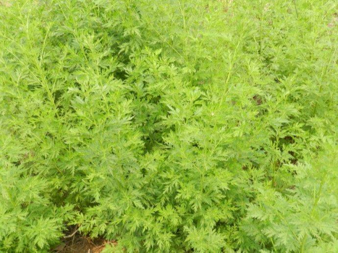 黄花蒿 快懂百科