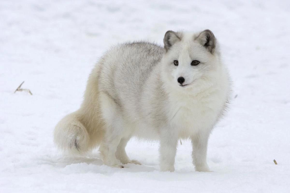 世界珍稀动物--北极狐