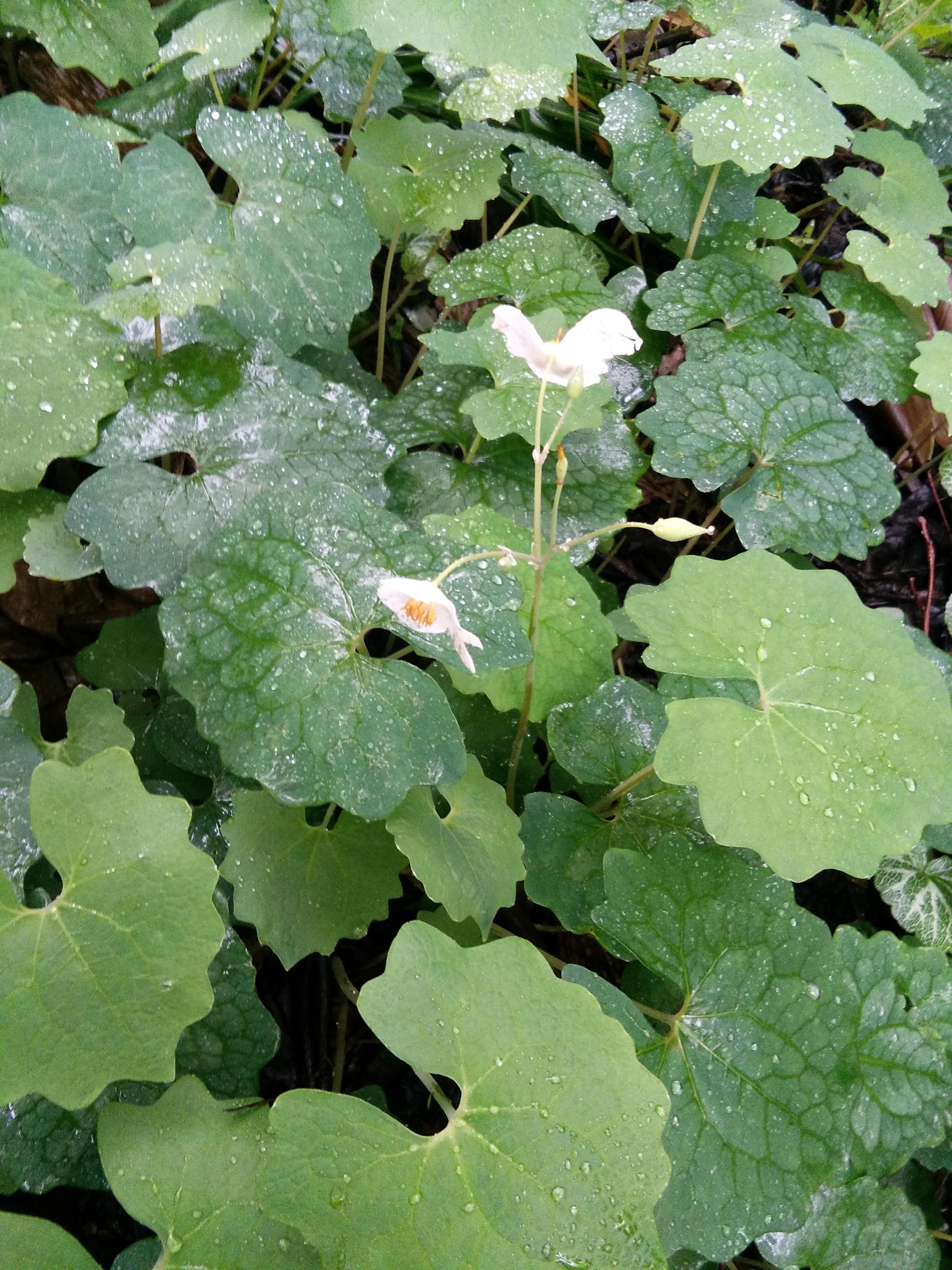 血水草 快懂百科