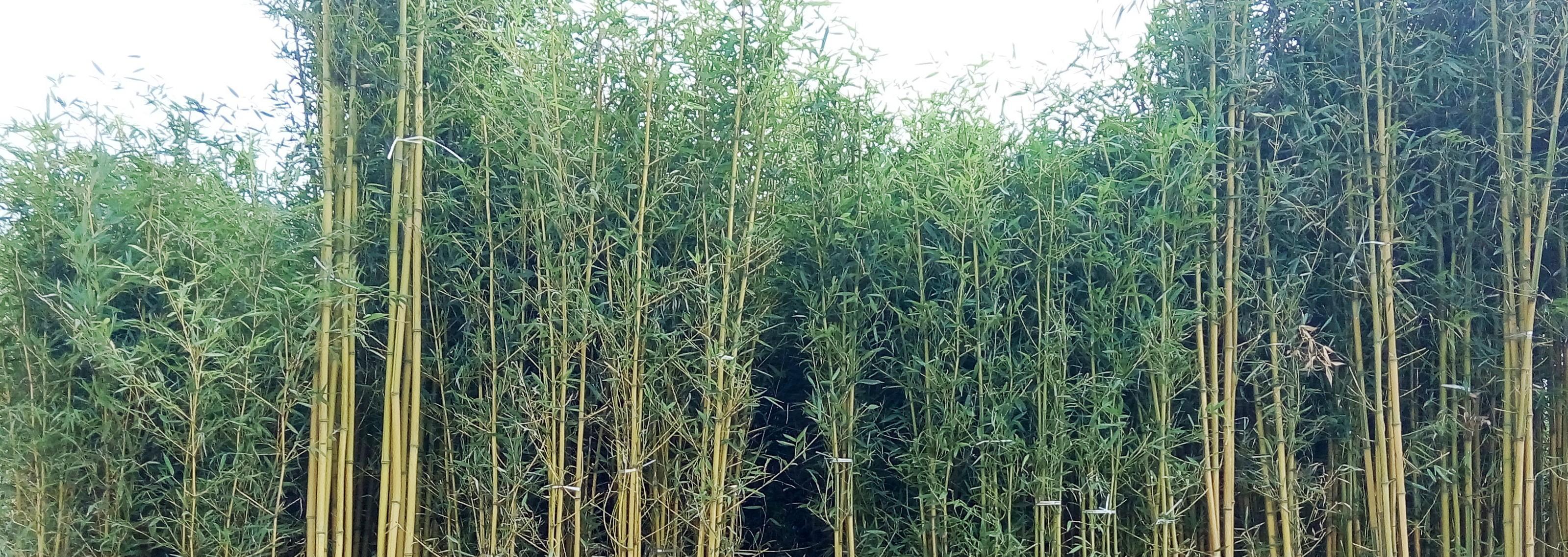 竹子 禾本科竹亚科植物 基本介绍 形态特征 生长环境 头条百科