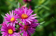 紫苑花 快懂百科