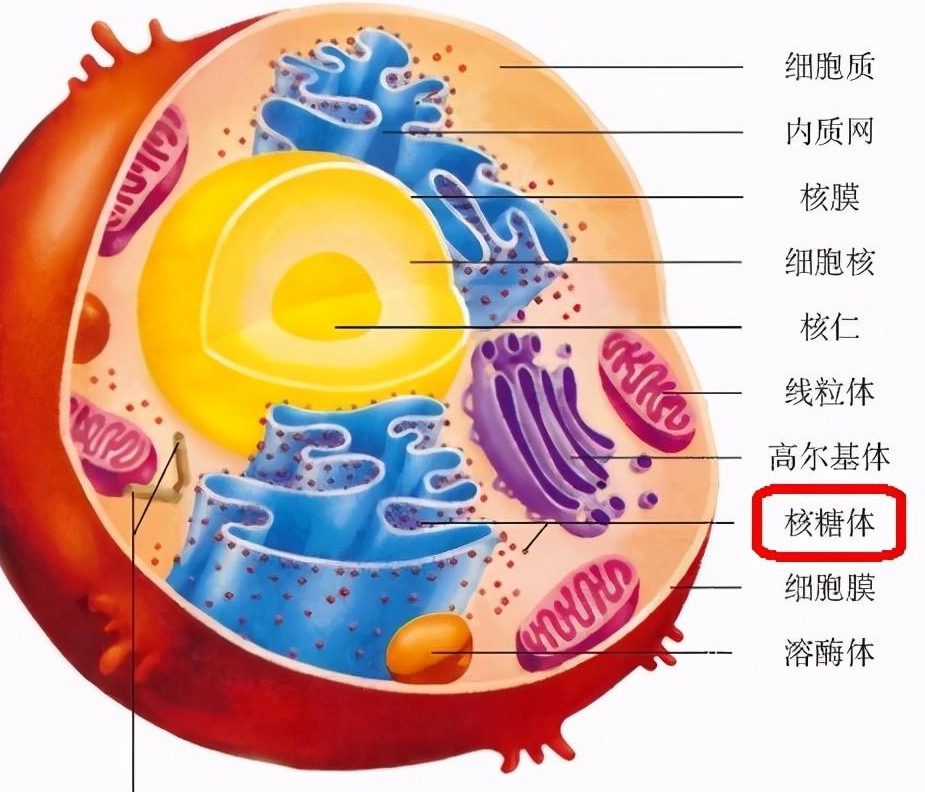 核糖体 快懂百科