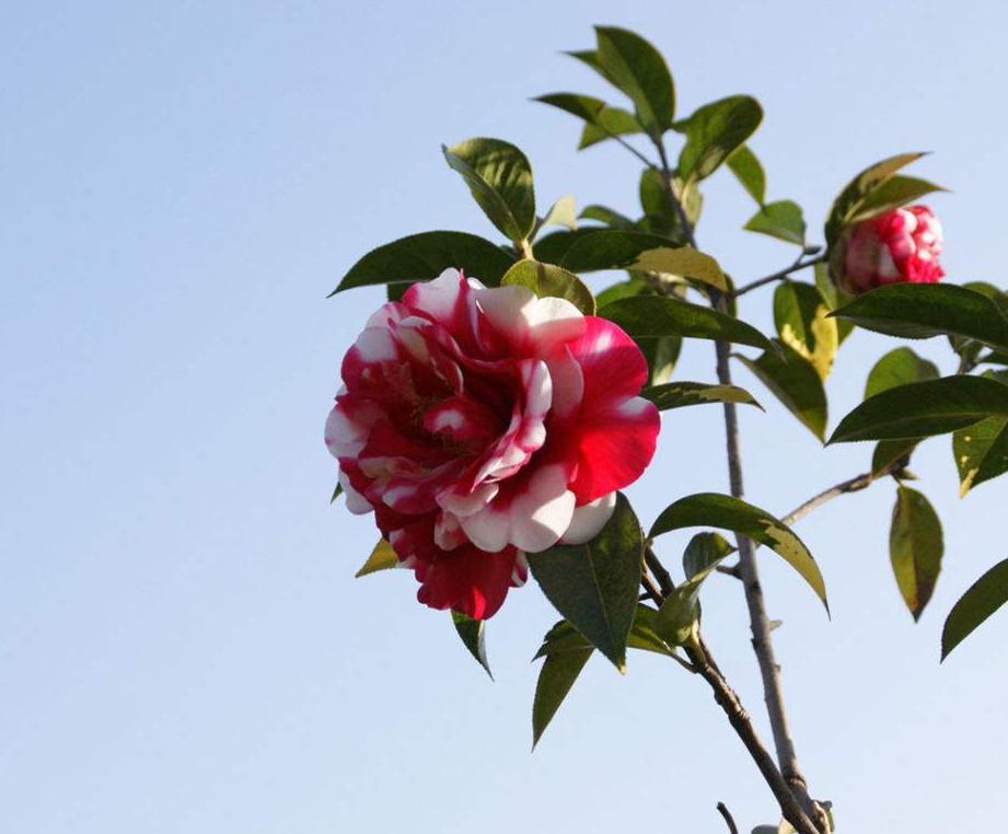 花 快懂百科