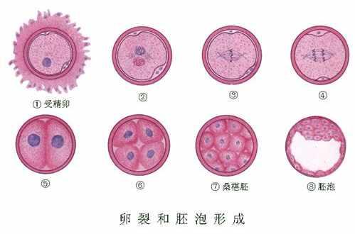 卵裂 快懂百科