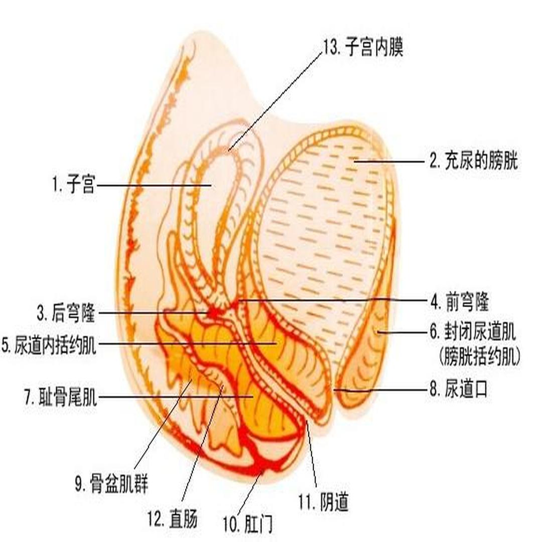 正常女性下面图片图片