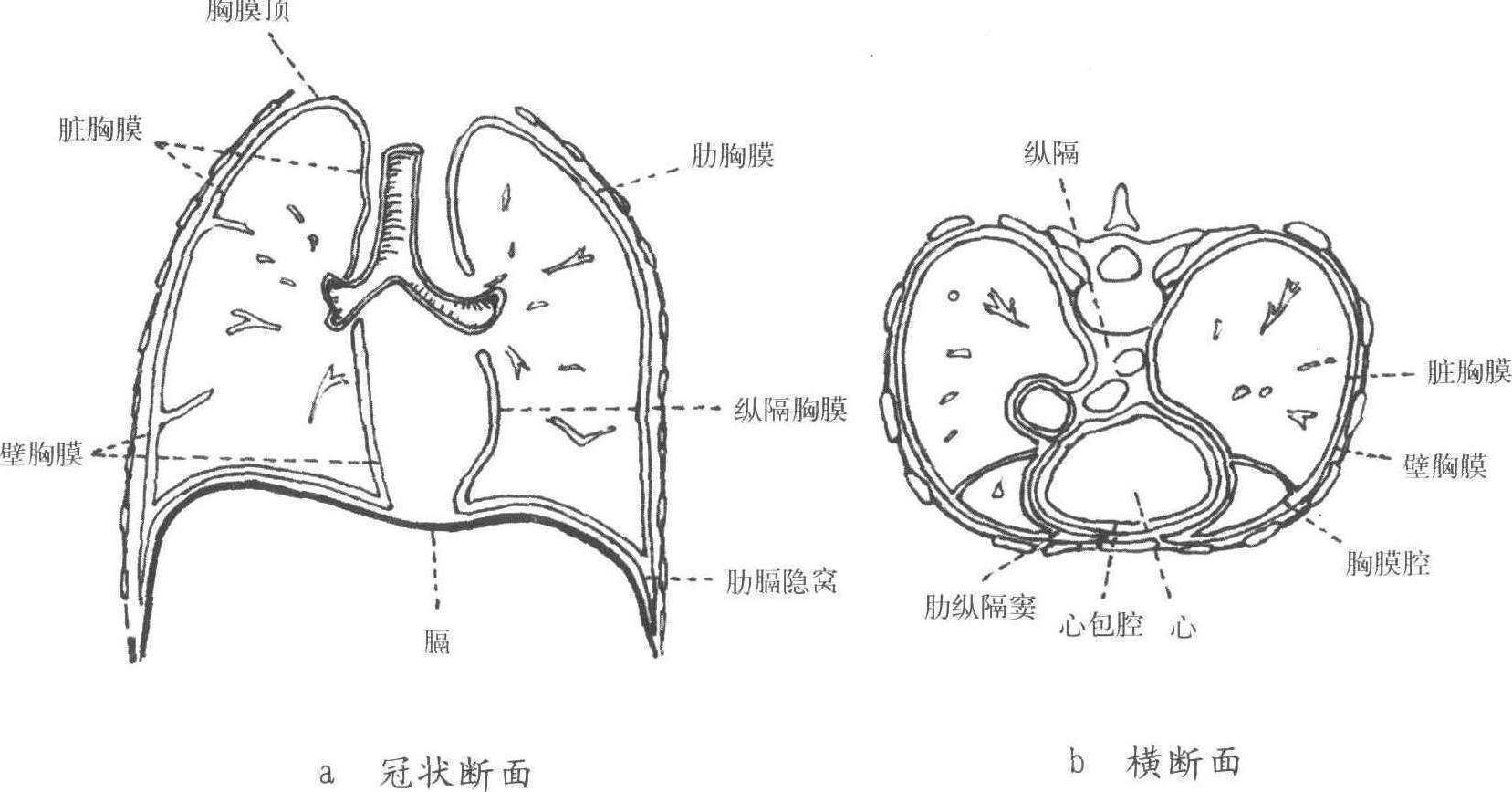 图131 胸膜及胸膜腔-人体解剖组织学-医学