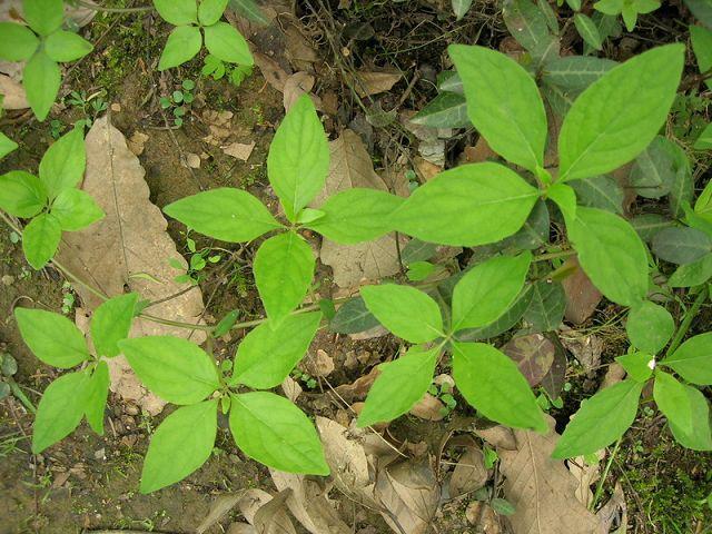 桔梗科 快懂百科