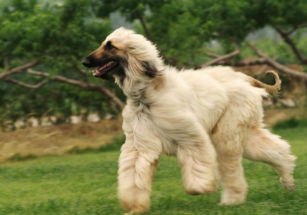 阿富汗猎犬