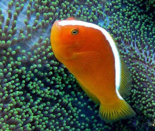 海水鱼 快懂百科