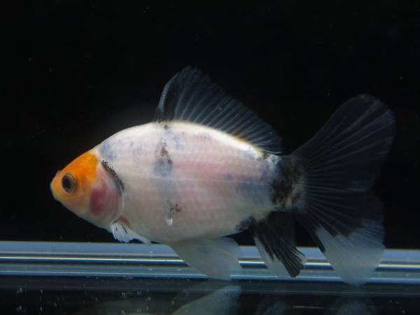 朱文锦 快懂百科