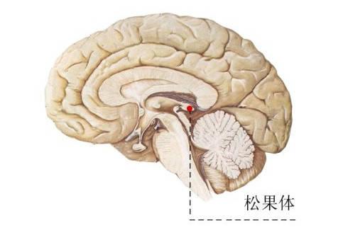 松果体