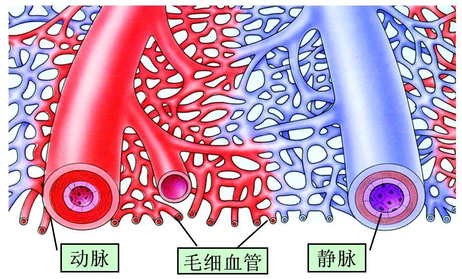 血管 头条百科