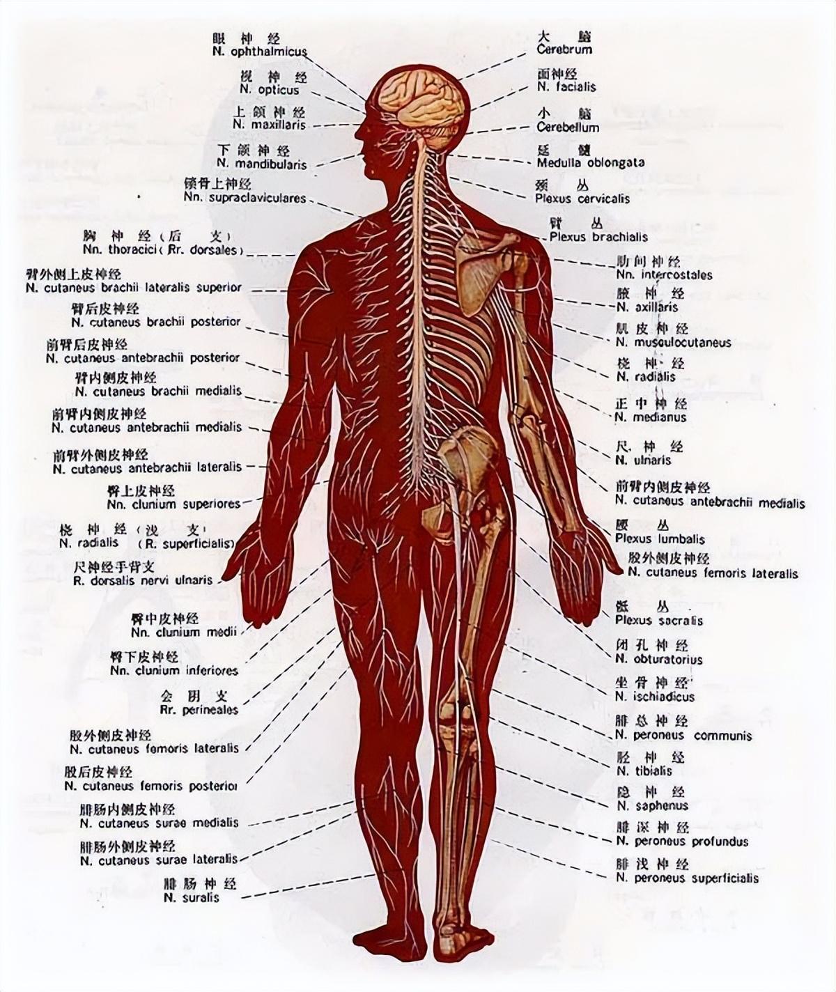 神经中枢 - 快懂百科