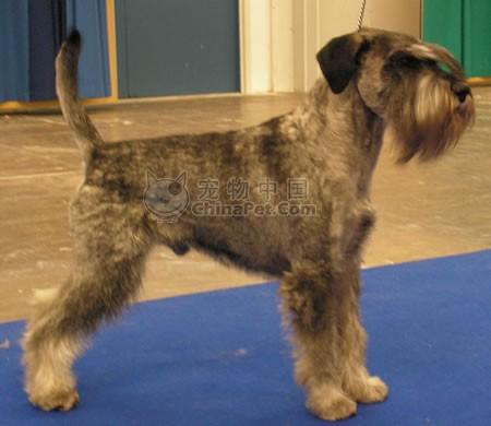 标准雪纳瑞 快懂百科