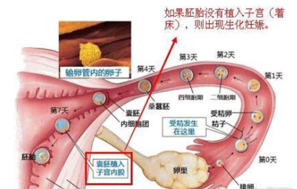 着床出血 快懂百科