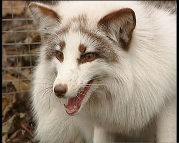 毛皮兽 快懂百科