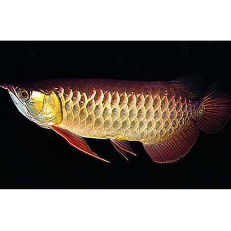 金龙鱼 快懂百科