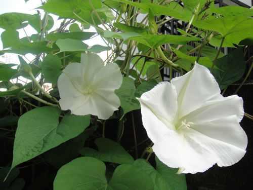 夕颜花 快懂百科