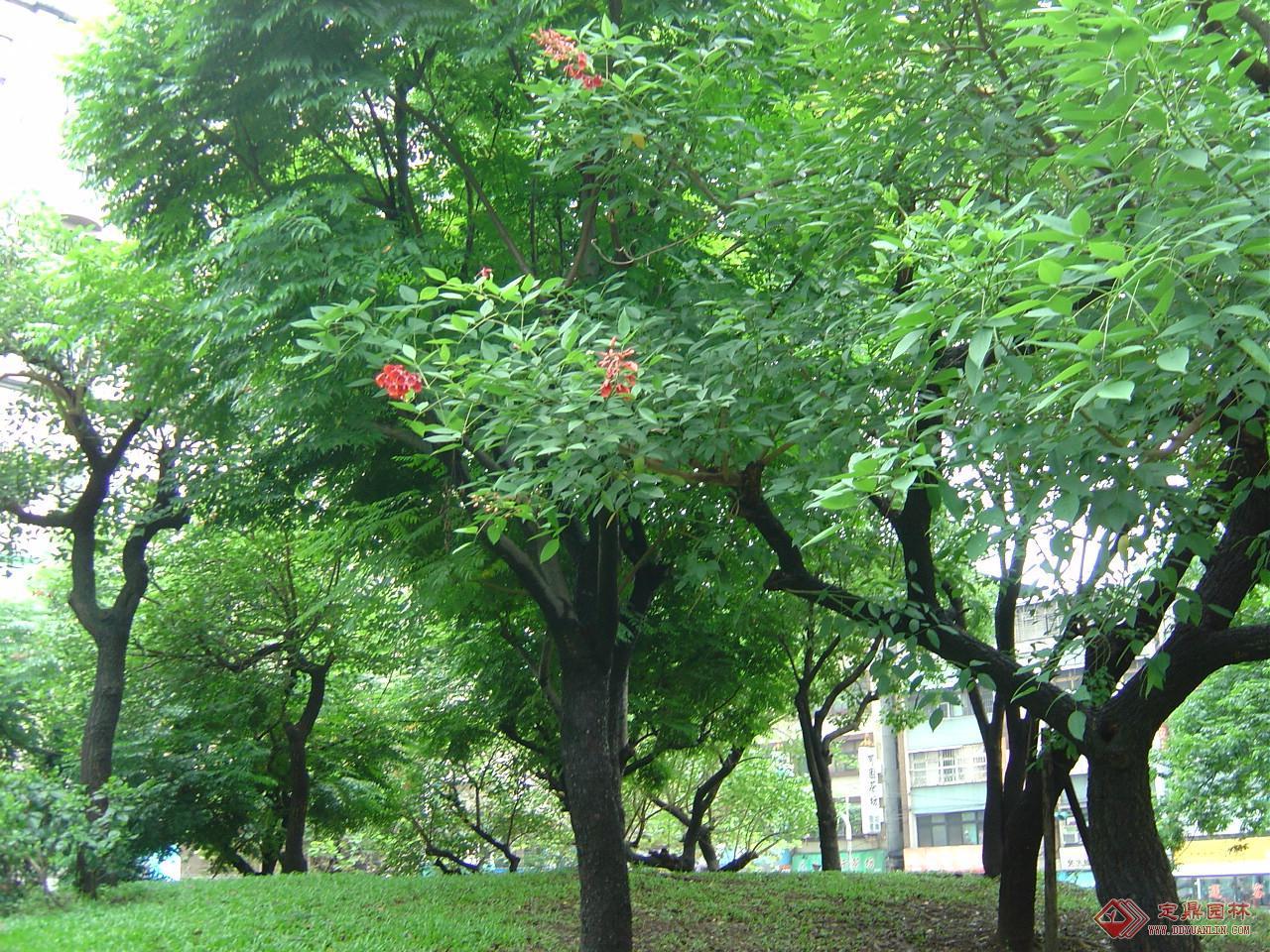 鸡冠刺桐满树红，天河公园美如画 -信息时报