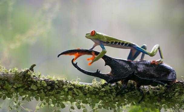 红眼树蛙 快懂百科