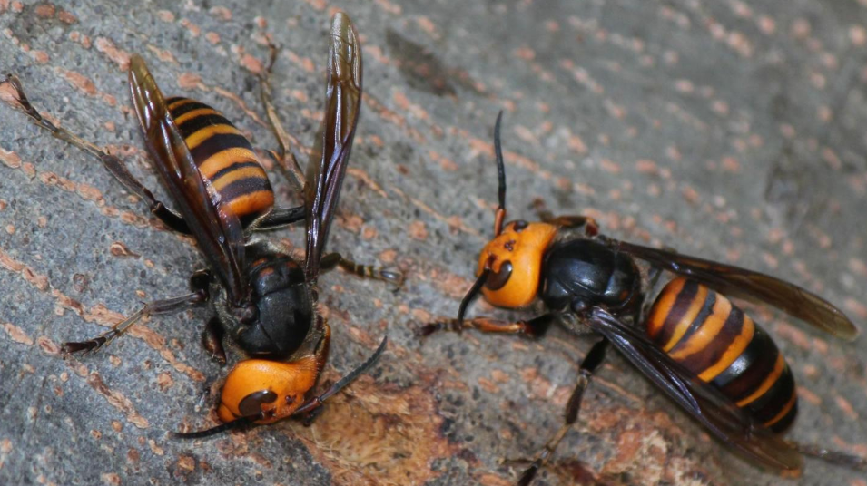 虎头蜂- 快懂百科